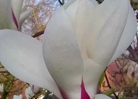 image (1)8